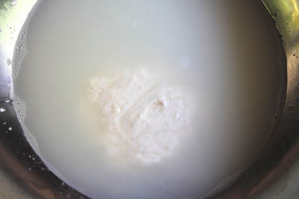 Mozzarella under water before being formed