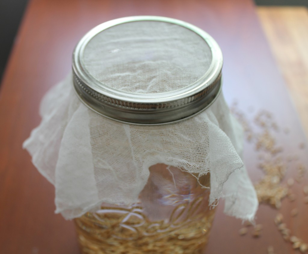 Sprouting grains in a cheesecloth-covered jar