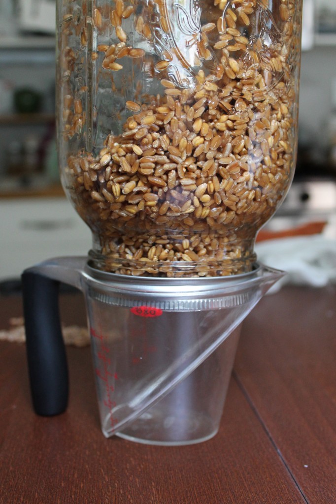 Full inversion of a jar to sprout grains