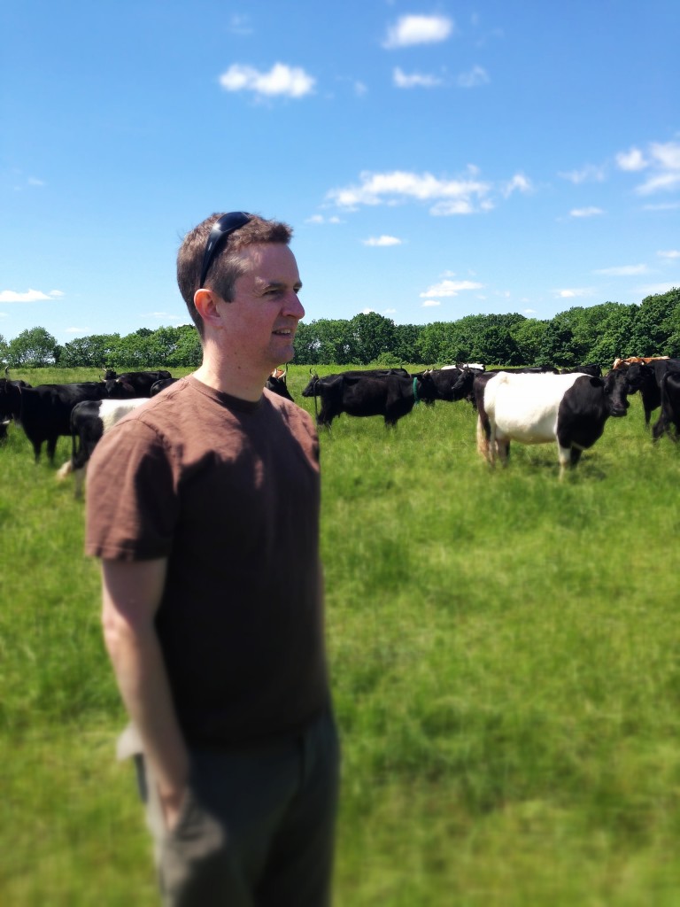 Cows grazing with man in foreground