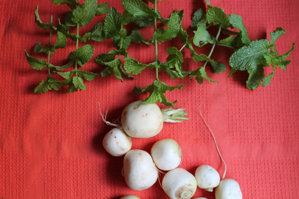 garden mint with small, white turnips