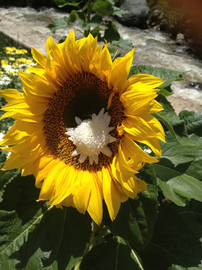 Sunflower with flower