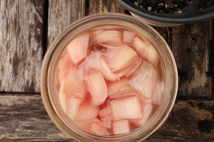 Pink onion pickles