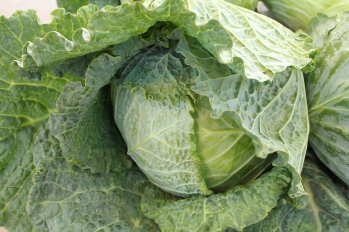 A lovely, giantic, super cheap head of savoie cabbage