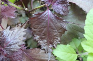 A pretty shiso leaf with a side of holy basil