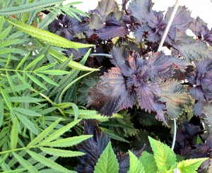 Shiso and huacatay in my garden