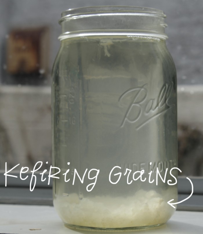 Water kefir grains