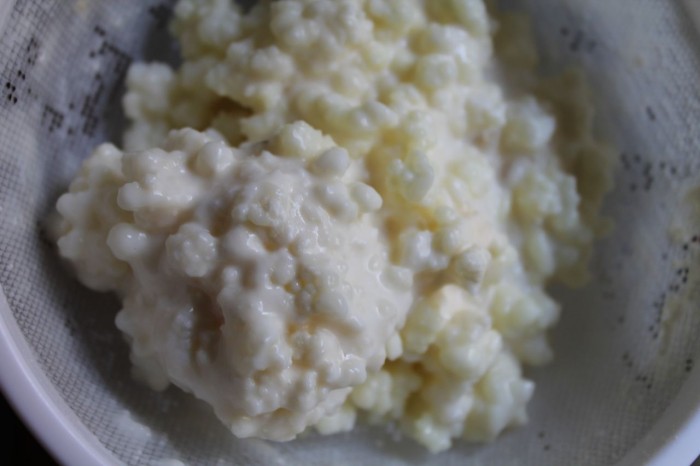 Milk kefir grains, you helped me heal my gut before I even knew healing guts was a thing.  Thanks for growing slowly. 