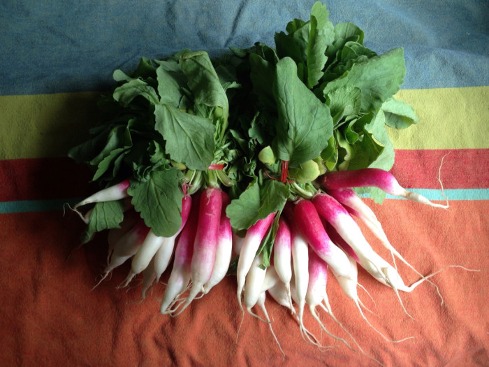 Radishes with Greens