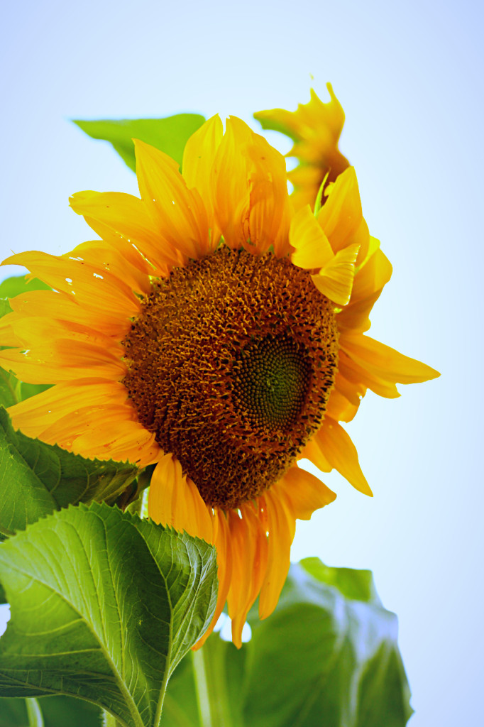 Helianthus annuus scientific name for Sunflower