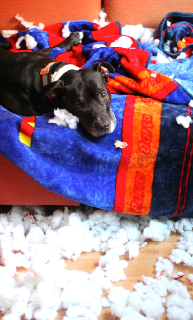 Dog with stuffing all around it