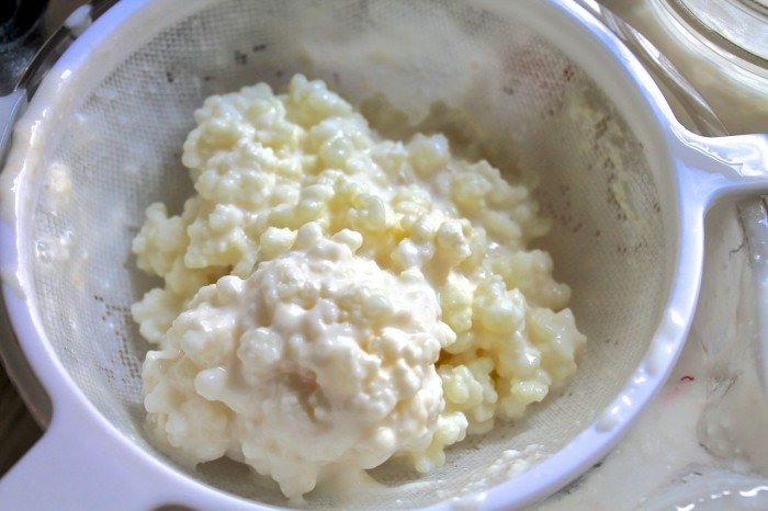 Milk kefir grains do fine in the fridge while you're on vacation.