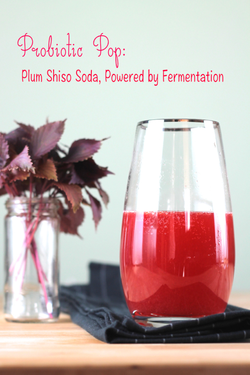 Probiotic Pop Plum Shiso Soda
