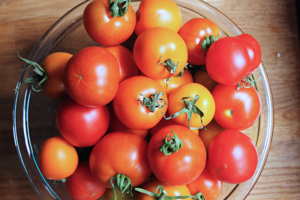 bowl of fresh-picked tomatoes