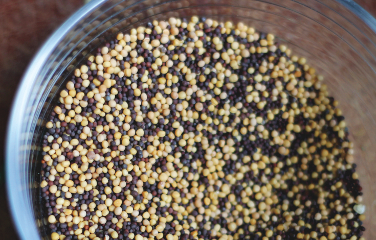 mustard seeds for fermentation