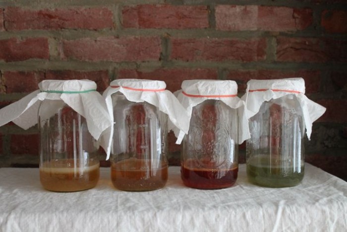 Grow a SCOBY from GT kombucha