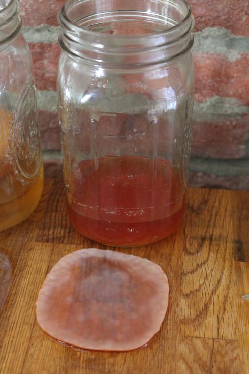 Growing SCOBYs