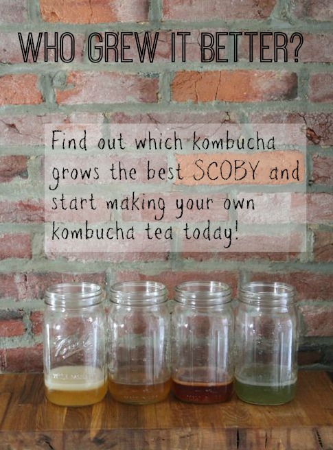 How to grow a scoby from kombucha